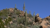 PICTURES/Ballantine Trail/t_Cactus1.JPG